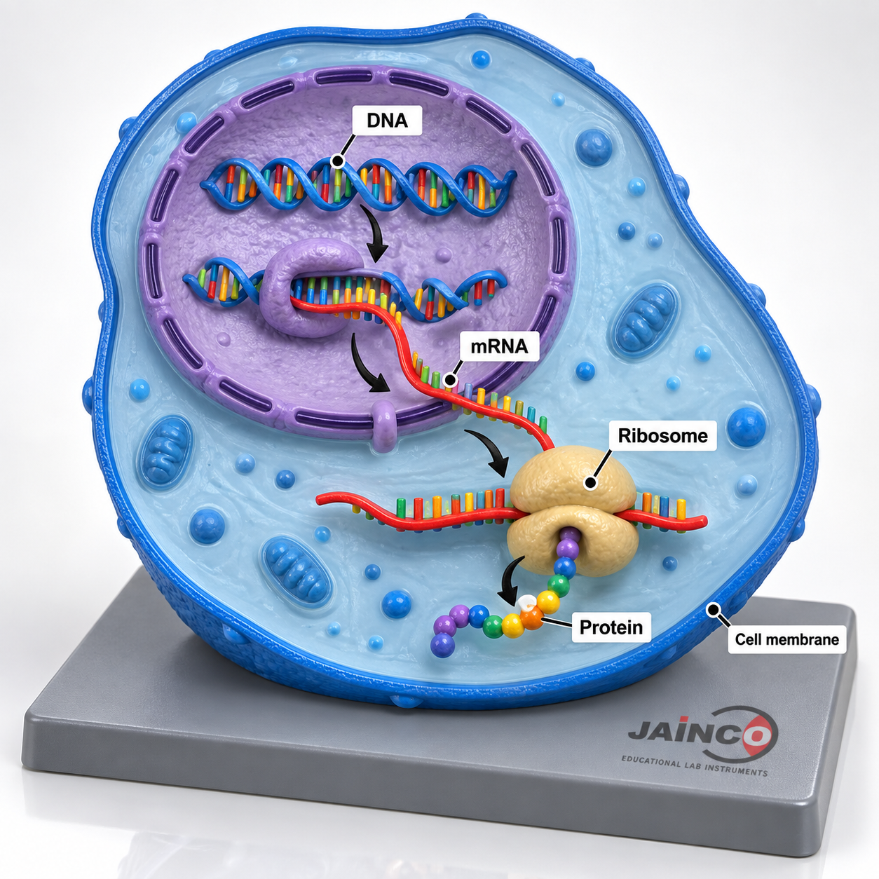 Regulation of Gene Expression Model